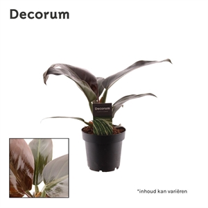 Филодендрон "Imperial Red" 12/30 (Nieuwkoop Europe) 40344