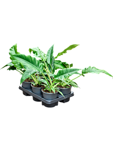 Филодендрон "Narrow" 13/30 (Nieuwkoop Europe) 40345