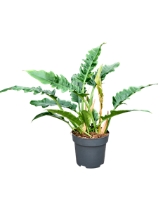 Филодендрон "Narrow" 19/60 (Nieuwkoop Europe) 40347