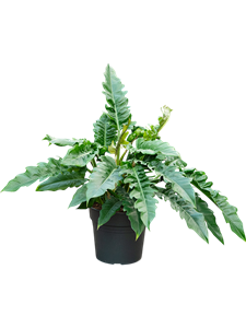 Филодендрон "Narrow" 30/70 (Nieuwkoop Europe) 40348