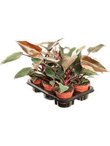 Филодендрон "Pink Princess" 12/30 (Nieuwkoop Europe) 40352