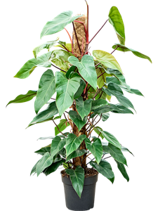 Филодендрон "Red Emerald" 24/120 (Nieuwkoop Europe) 40355