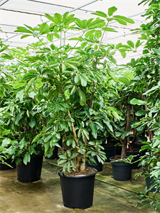 Шеффлера лучелистная "Amate" 50/260 (Nieuwkoop Europe) 40361