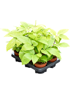 Шеффлера лучелистная "Golden Amate" 12/30 (Nieuwkoop Europe) 40364