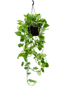 Сциндапсус (эпипремнум) "Aureum" ампельный 25/120 (Nieuwkoop Europe) 40367