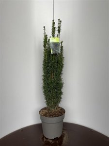 Тис ягодный "Fastigiata" 29/100 (Nieuwkoop Europe) 40369