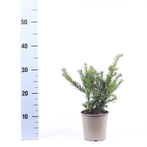 Тис ягодный "Repandens" 13/35 (Nieuwkoop Europe) 40373