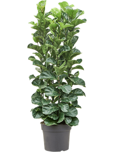 Фикус лировидный (лирата) "Bambino" пучок 38/220 (Nieuwkoop Europe) 40377