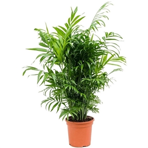 Хамедорея Элеганс 24/90 (GL) 40380