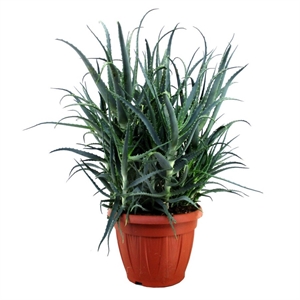 Алое древовидное 32/55 (GL) 40387