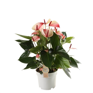 Антуриум андр.Мистик 17/55 (GL) 40388