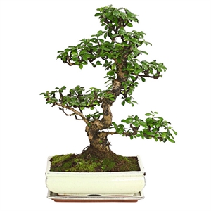 Бонсай Кармона 20/35 (GL) 40391