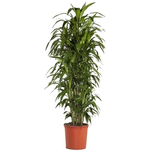 Драцена Джанет Грейг бр. 45/220 (GL) 40394