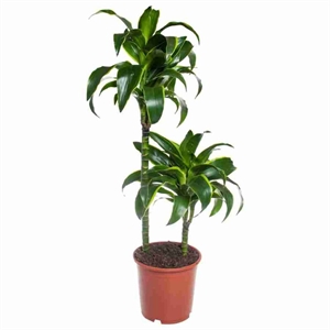 Драцена Компакта Дорадо 2ст 19/80 (GL) 40395