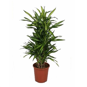 Драцена фраг. Рикки бранч. 27/110 (GL) 40397