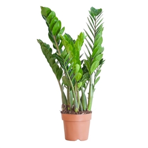 Замиакулькас замиелист. 24/110 (GL) 40398