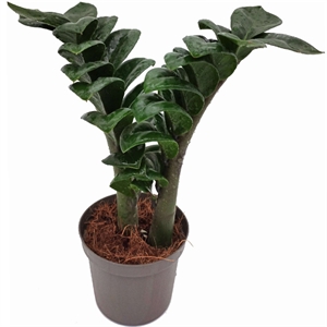 Замиакулькас Зензи 3рр 11/23 (GL) 40400