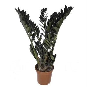 Замиакулькас Равен 17/65 (GL) 40401