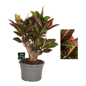 Кодиеум Петра бранч 21/60 (GL) 40404