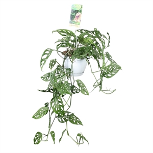 Монстера обликва подв 17/40 (GL) 40406