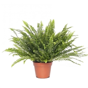 Нефролепис Грин Леди 14/45 (GL) 40407