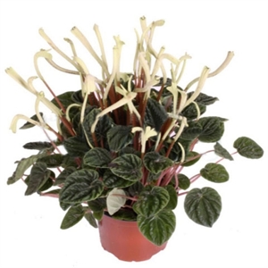 Пеперомия капер.Лилиан 12/25 (GL) 40409