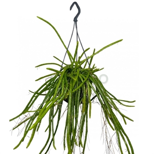 Селеницереус подв 21/40 (GL) 40414