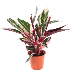 Строманта Триостар 12/35 (GL) 40417