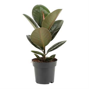 Фикус элас.Робуста 1 ст 14/40 (GL) 40424