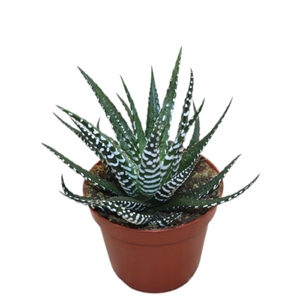 Хавортия Конколор 5/8 (GL) 40427