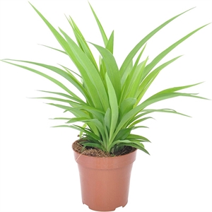 Хлорофитум Комусом Грин 12/30 (GL) 40428