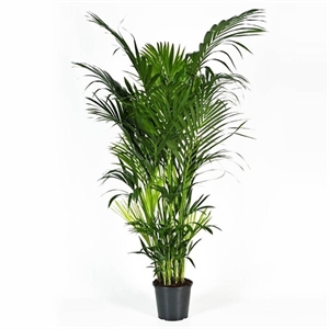 Ховея 32/200 (GL) 40429