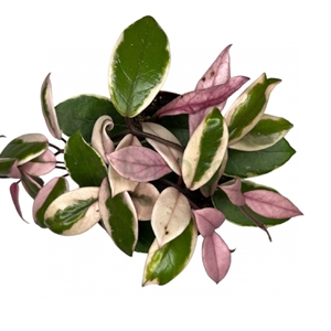 Хойя карноза Фламинго Дрим подв 15/40 (GL) 40430