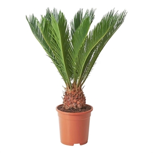 Цикас революта 17/65 (GL) 40431