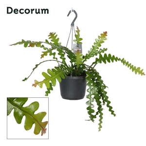 Эпифиллум Ангулер подв. 12/40 (GL) 40434