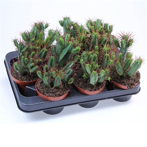 Эуфорбия Пентагона 11/15 (GL) 40437