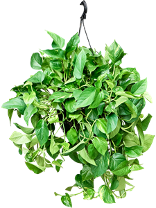 Сциндапсус золотистый 160/25 (эпипремнум ауреум) подвесной (Nieuwkoop Europe) 8192