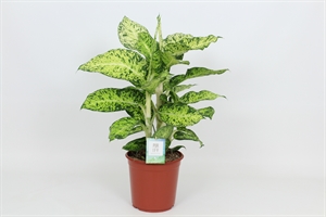 Диффенбахия "Cool Tigris" 24/90 (Nieuwkoop Europe) 40457