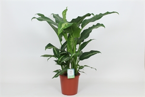 Диффенбахия "Galaxy" 24/90 (Nieuwkoop Europe) 40458