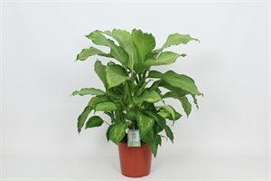 Диффенбахия "Ivory Green" 24/85 (Nieuwkoop Europe) 40460