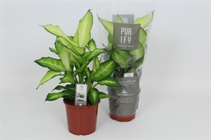 Диффенбахия "Summer Style" 17/60 (Nieuwkoop Europe) 40478