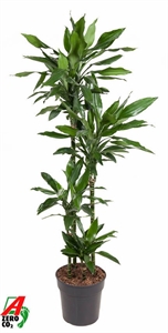 Драцена душистая (фрагранс) "Janet Lind" 27/160 (Nieuwkoop Europe) 40487