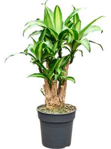 Драцена душистая (фрагранс) "Massangeana" 24/90 (Nieuwkoop Europe) 40491