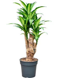Драцена душистая (фрагранс) "Massangeana" 27/100 (Nieuwkoop Europe) 40492