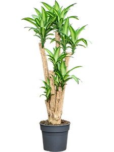 Драцена душистая (фрагранс) "Massangeana" 34/160 (Nieuwkoop Europe) 40493
