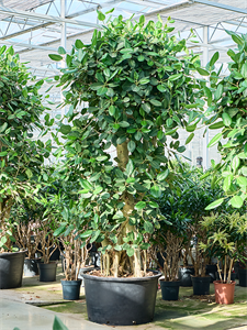 Фикус бенгальский 80/290 (Nieuwkoop Europe) 40498