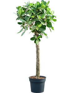 Фикус бенгальский "Audrey" 38/200 (Nieuwkoop Europe) 40499