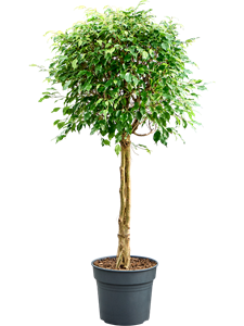 Фикус бенджамина "Exotica" 34/150 (Nieuwkoop Europe) 40503