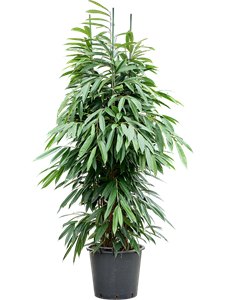 Фикус биннендийка "Amstel King" 45/210 (Nieuwkoop Europe) 40505