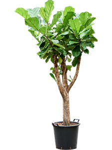 Фикус лировидный (лирата) 45/200 (Nieuwkoop Europe) 40509
